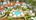 Pool aerial shot 